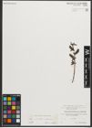 Foto von Salix myrtilloides L. x Salix nigricans Sm.
